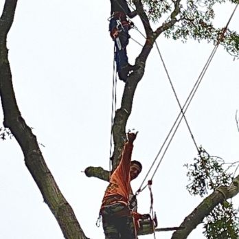 Morales Tree Services - 2 climbers are better then 1 - Tree Services Near Me Morales Tree Services - 2 climbers are better then 1 - Tree Services Near Me