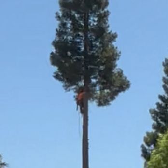 Carranza Tree Service - Nati climbing the tree taking down one limb at a time - Tree Services Near Me Carranza Tree Service - Nati climbing the tree taking down one limb at a time - Tree Services Near Me