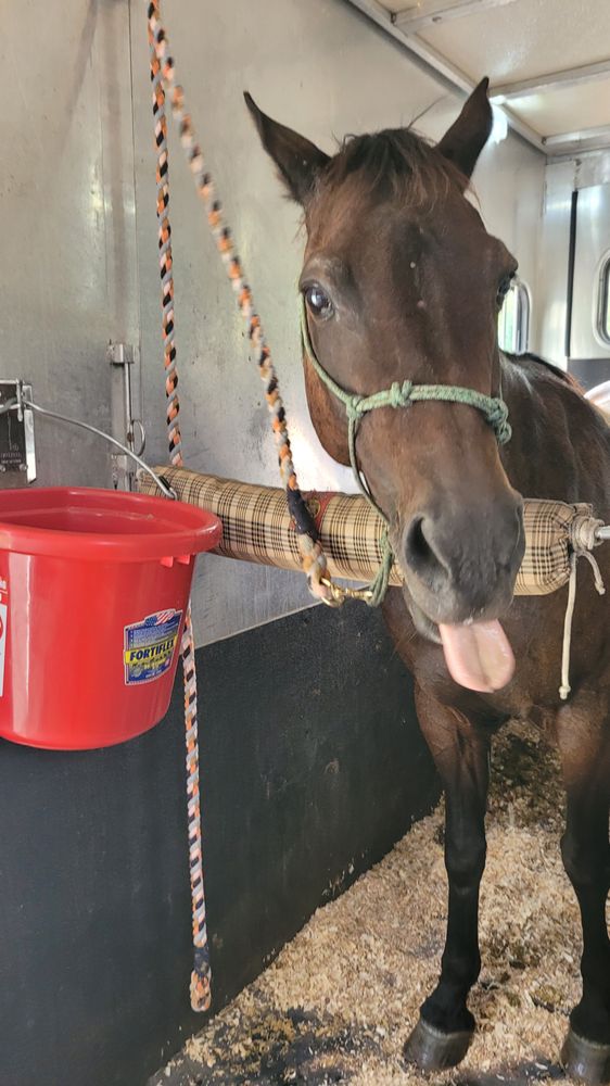 THE PUNCHY MAVERICK Max Meadows, Virginia Pet Transportation