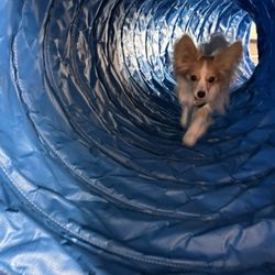 Zoom Room Dog Training