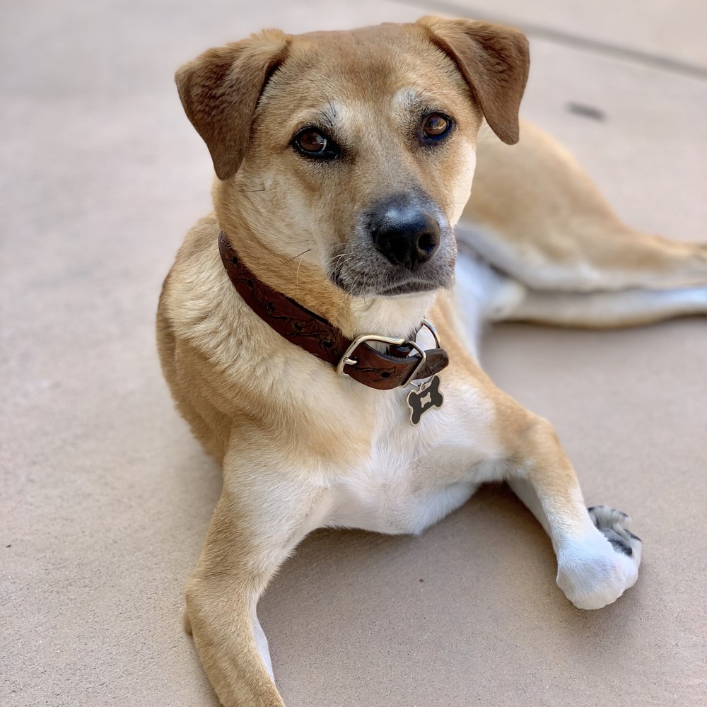 See Spot Sit - Dog Walkers Near Me - San Diego, California See Spot Sit - Dog Walkers Near Me - San Diego, California