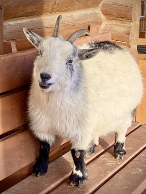 Zion Ponderosa Ranch Resort by null