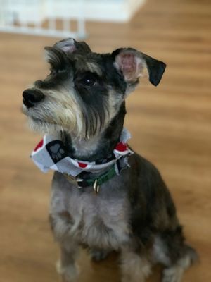 nature's recipe grain free chicken sweet potato and pumpkin