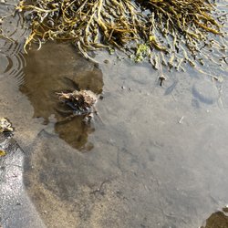Pond and Beyond Kayak - Spider crab