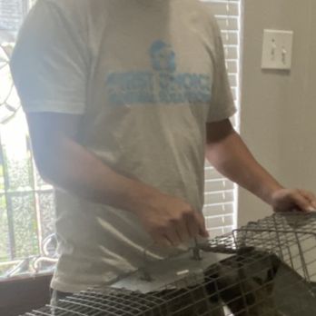 First Choice Animal Solutions - 3 baby raccoons - Wildlife Control Near Me First Choice Animal Solutions - 3 baby raccoons - Wildlife Control Near Me