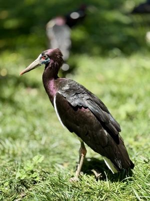 Safari West by null