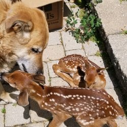 Pleasant Animal Hospital Inc