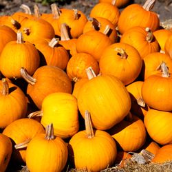 Bob's Vegetable Stand & Pumpkin Farm - Smaller pumpkins