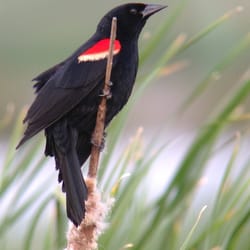 IndiGo Birding Nature Tours - Red-winged Blackbird at Goose Pond
