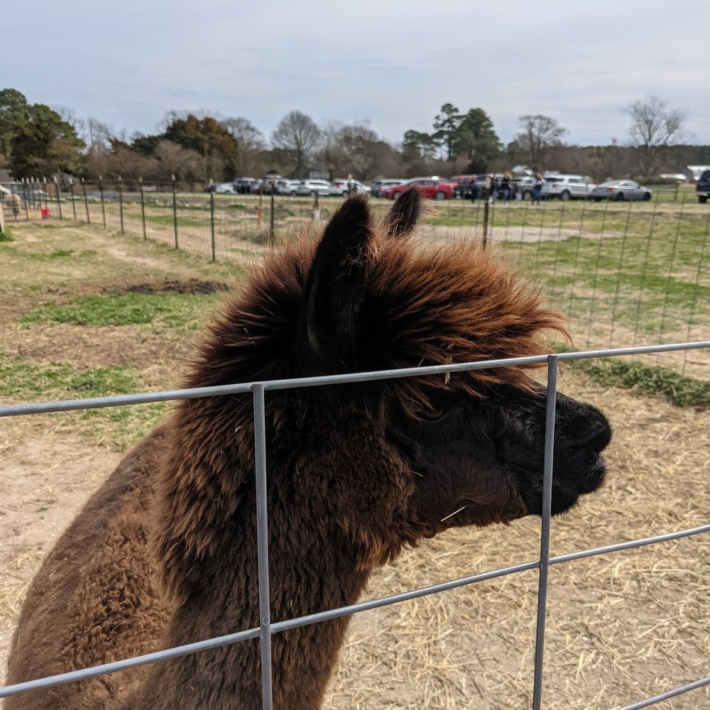 Bergey's Breadbasket - Llama or alpaca - Bakeries Near Me - Chesapeake, Virginia