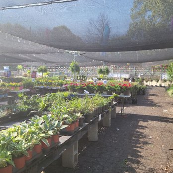 Midtown Nursery - Lush greenery - Nurseries & Gardening Near Me - Memphis, Tennessee Midtown Nursery - Lush greenery - Nurseries & Gardening Near Me - Memphis, Tennessee