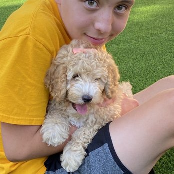 California Dulce Doodles - Pet Breeders Near Me