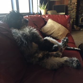 Friendly Acre Farm - He loves watching TV with us! - Pet Stores Near Me - Winton, California