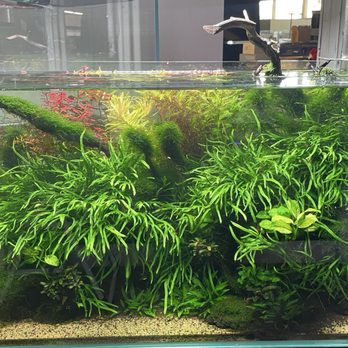 Aqua Lab Aquaria - Aquarium Services Near Me - San Jose, California