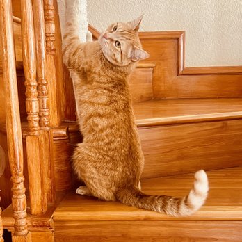 The Pet Sitter - Pet Sitting Near Me The Pet Sitter - Pet Sitting Near Me