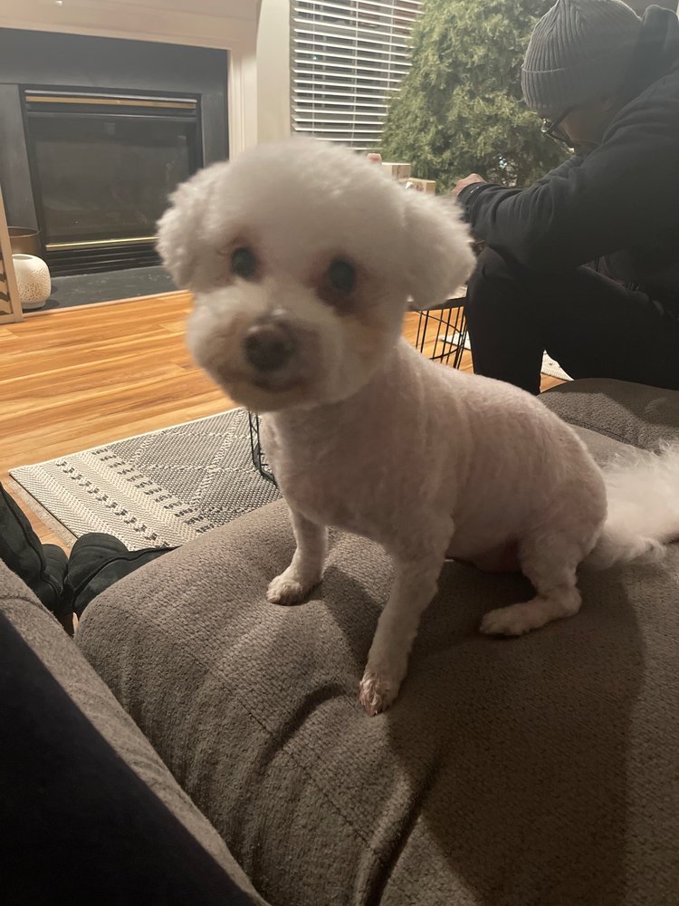 PAWS N ALL GROOMING Updated June 2024 17 Photos Cheltenham