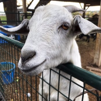 Wenninghoff’s - Visiting the Goats and they love treats! The treats are sold in the barn. - Farmers Market Near Me - Omaha, Nebraska