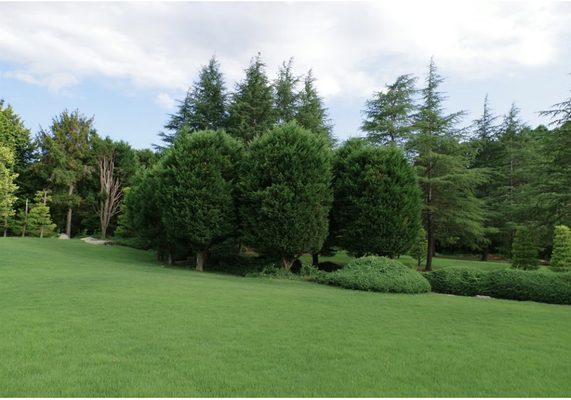 Tree Services - Tree Services Tree Services - Tree Services