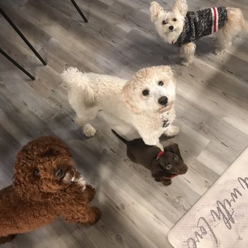 Home Buddy Company - Kirby, Mr.Charlie, Chloe, & Mini Bella - Dog Walkers Near Me