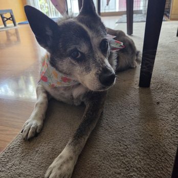 Pup Spa - Pet Groomers Near Me Pup Spa - Pet Groomers Near Me