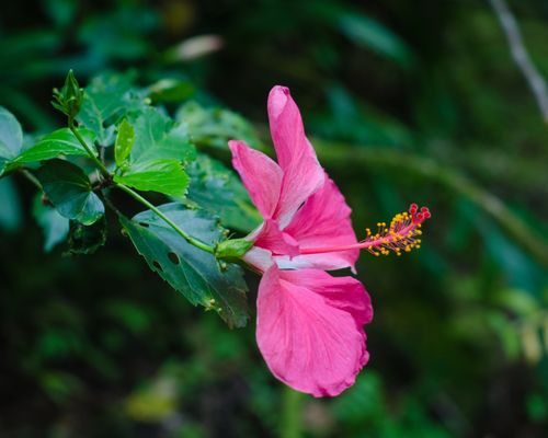 Hawai‘i Tropical Botanical Garden by null