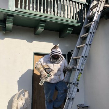 Bee Removal - Bees removed - Pest Control Near Me Bee Removal - Bees removed - Pest Control Near Me