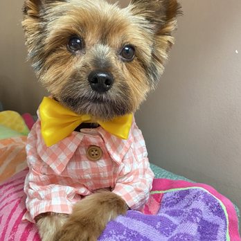 Petco - After pic of my dog. He's got a great shirt cut for summer weather. - Pet Stores Near Me - Burlington, Massachusetts Petco - After pic of my dog. He's got a great shirt cut for summer weather. - Pet Stores Near Me - Burlington, Massachusetts