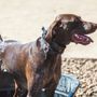 Photo of Searls Dog Park