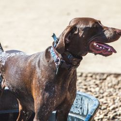 Searls Dog Park