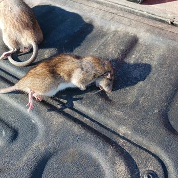 Sullivan pest control - Pest Control Near Me - Worcester, Massachusetts Sullivan pest control - Pest Control Near Me - Worcester, Massachusetts