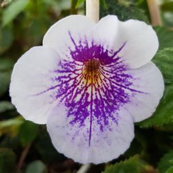 Botanischer Garten Potsdam - Orchidee