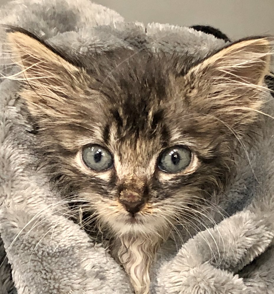 THE CAT DOCTOR Updated September 2024 4855 Thompson Pkwy, Johnstown