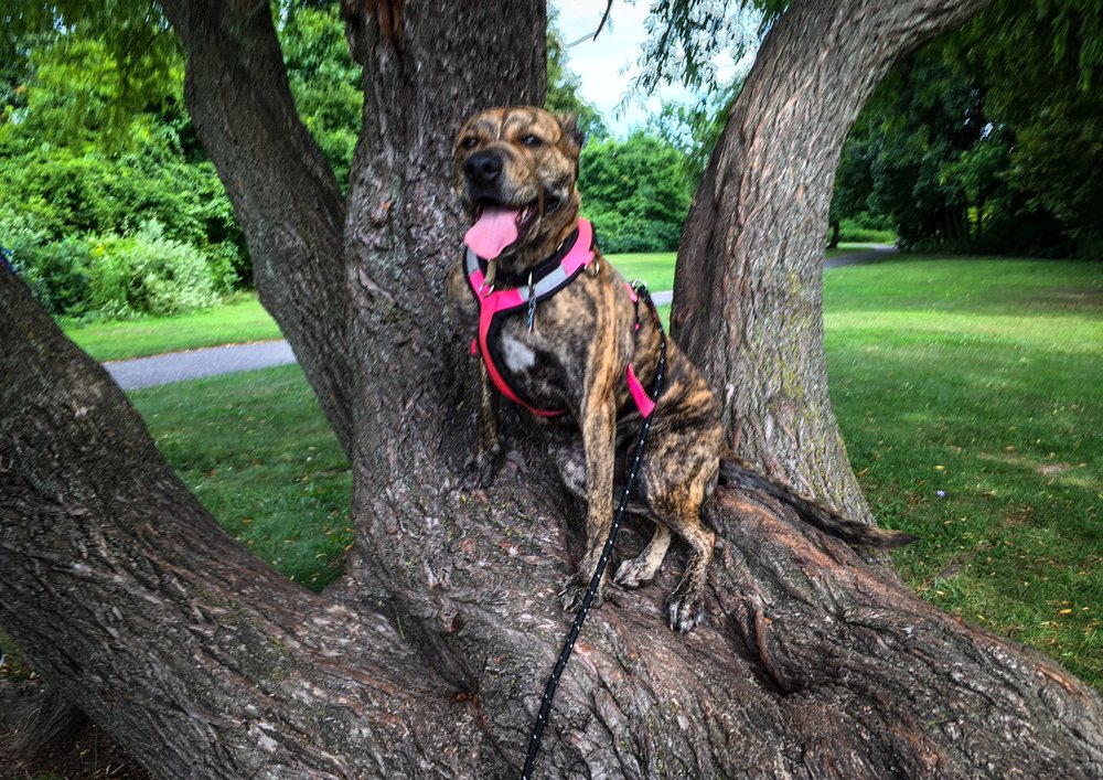 PAWESOME DOG TRAINING Updated August 2024 22 Photos Islip, New