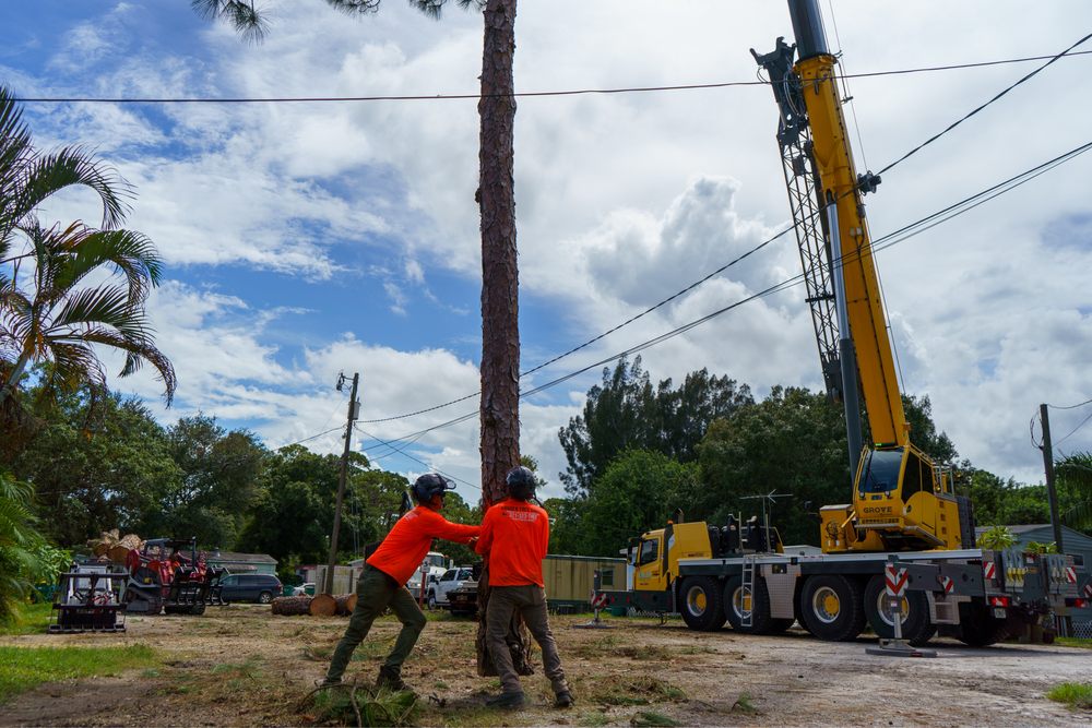 Ranger Tree Care - tree service in Satellite Beach, FL