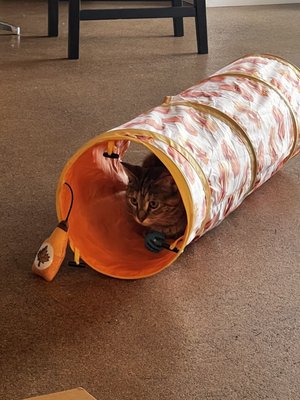 The Cat Cafe by null