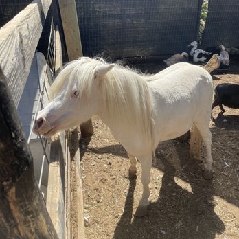 SoCalMiniPigs - Pet Breeders Near Me - Valley Center, California SoCalMiniPigs - Pet Breeders Near Me - Valley Center, California