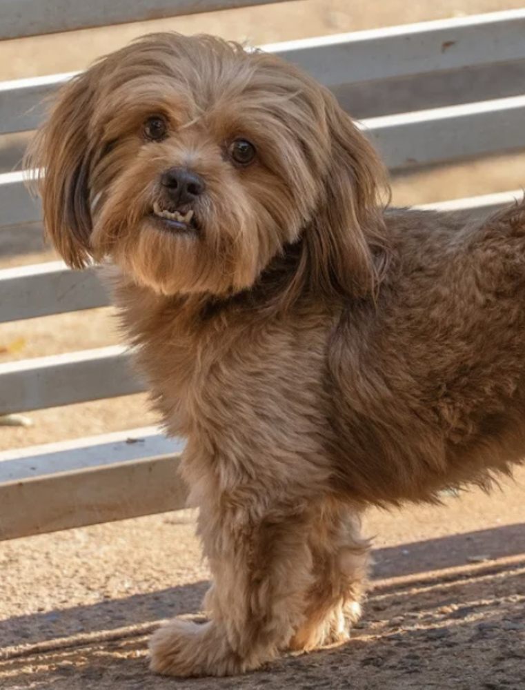 Woof Gang Bakery and Grooming Winter Garden Image