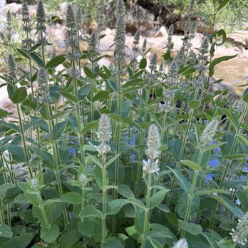 Lodgepole Campground - Agastache - Campgrounds Near Me - Three Rivers, California Lodgepole Campground - Agastache - Campgrounds Near Me - Three Rivers, California