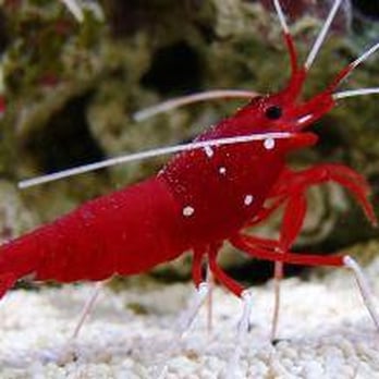 Oltre Natura - Pet Stores Near Me - Rome, RM Oltre Natura - Pet Stores Near Me - Rome, RM