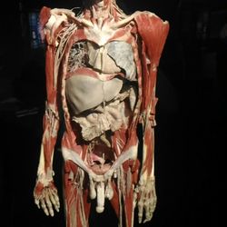 Museum of Natural History
