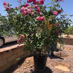 Nate's Nursery - Rose Bush