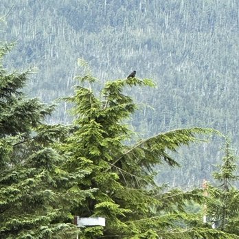 Ketchikan Duck Tour - Boat Tours Near Me - Ketchikan, Alaska