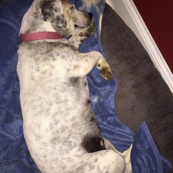 Northside Veterinary Hospital - Veterinarians Near Me - Cullman, Alabama