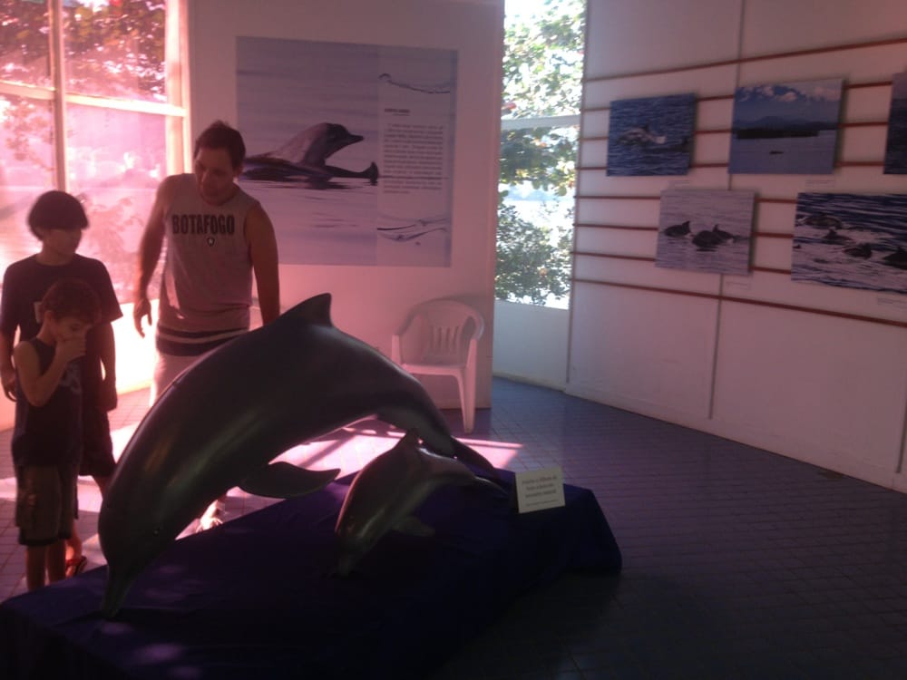 Rio, Mar E Golfinhos