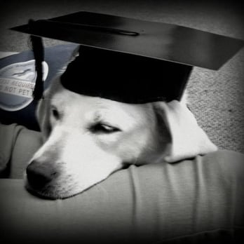 Little Angels Service Dogs - Graduation day and all pooped out! - Pet Training Near Me - Jamul, California Little Angels Service Dogs - Graduation day and all pooped out! - Pet Training Near Me - Jamul, California