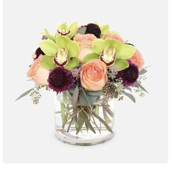 PlantShed - Photo online Bella - Florists Near Me - New York, New York PlantShed - Photo online Bella - Florists Near Me - New York, New York