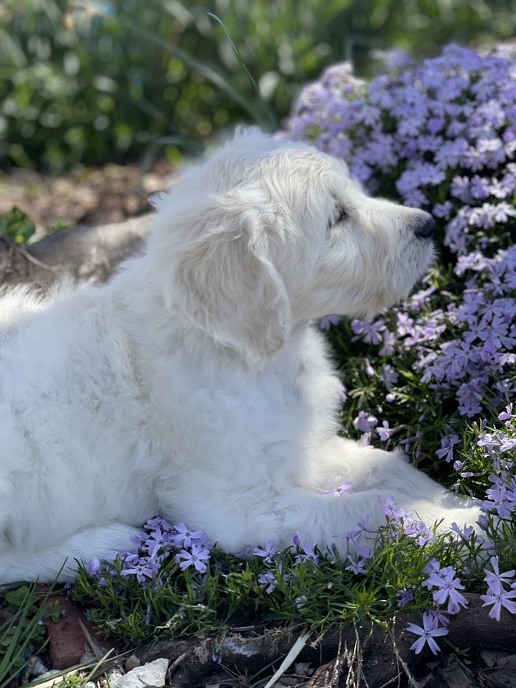 WHITE OAK DOODLES Updated April 2024 Johnson City, Tennessee Pet