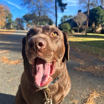 Lakeside Pet Sitting - Pet Sitting Near Me - Mooresville, North Carolina Lakeside Pet Sitting - Pet Sitting Near Me - Mooresville, North Carolina