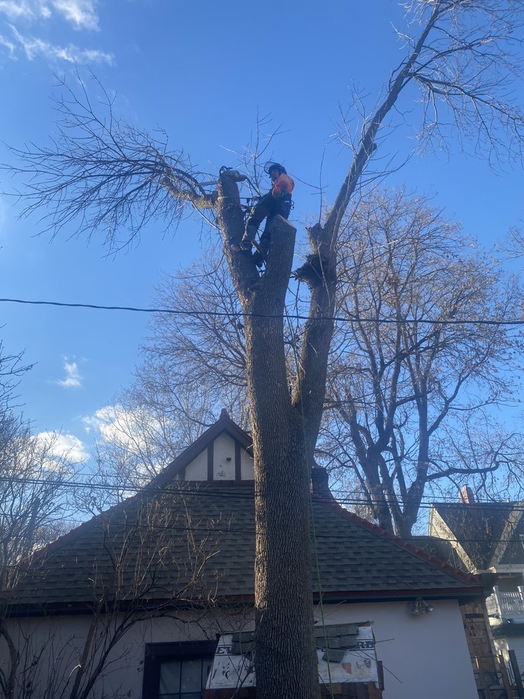 A1 Tree & Stump Removal - tree service in Bloomington, MN