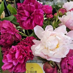 Peonies available
